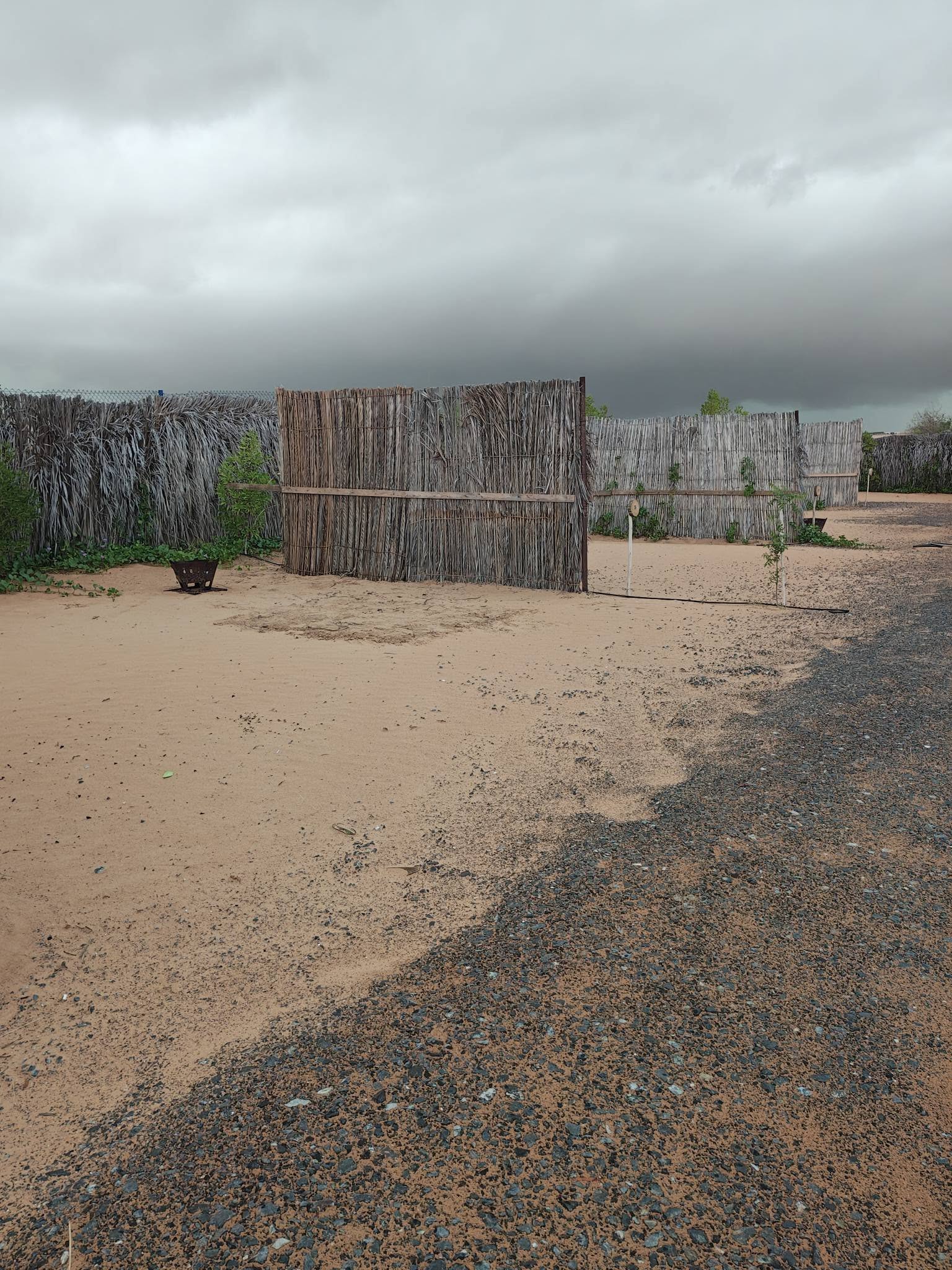 An open sandy General campsite screened by palm-frond fencing